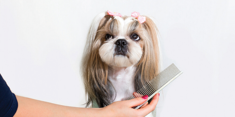 Benefits of pet grooming