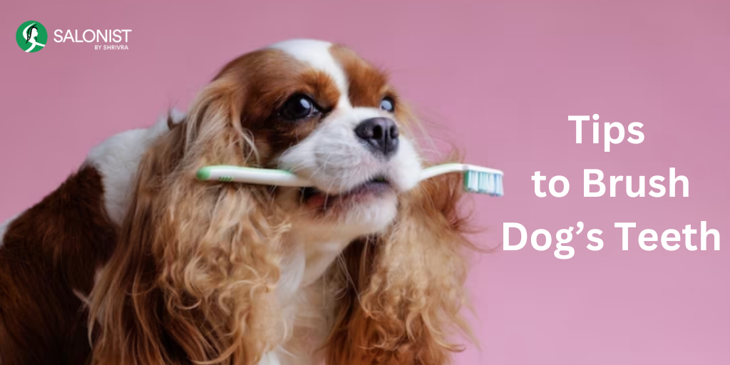 Tips to Brush Dog’s Teeth